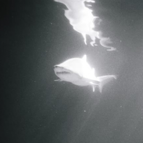 Sharks are cool. Sharks are cool.